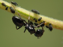 Camponotus piceus