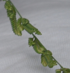 Beckmannia eruciformis