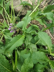 Symphytum officinale