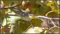 Leiothlypis virginiae