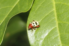 Notozona histrionica