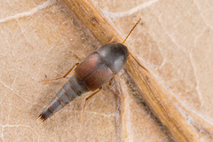 Sepedophilus marshami