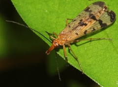 Panorpa debilis