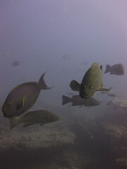 Acanthurus xanthopterus