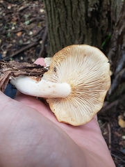 Hypsizygus