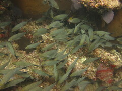 Haemulon maculicauda