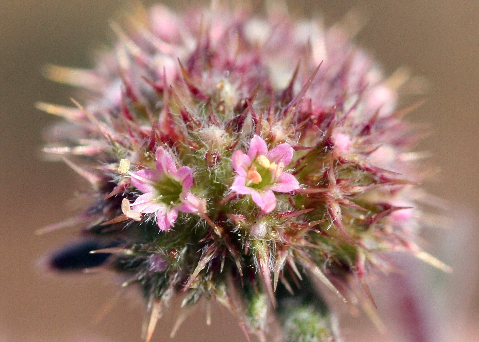 Chorizanthe cuspidata var. cuspidata