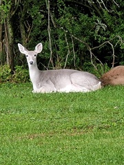 Odocoileus virginianus