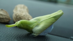 Psophocarpus tetragonolobus