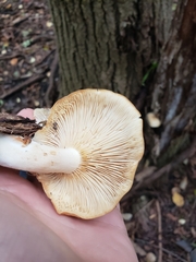 Hypsizygus