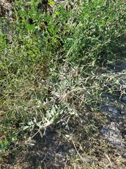 Indigofera lindheimeriana