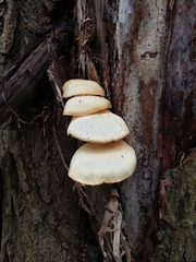 Hypsizygus