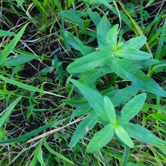 Stachys palustris