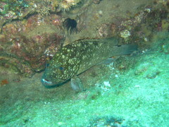 Epinephelus labriformis