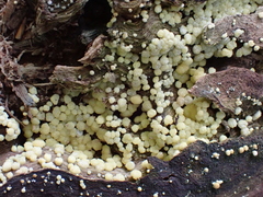 Trichoderma gelatinosum