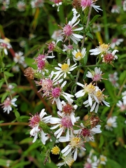Symphyotrichum lateriflorum
