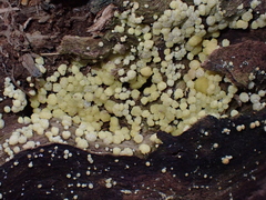 Trichoderma gelatinosum