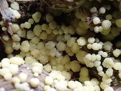 Trichoderma gelatinosum