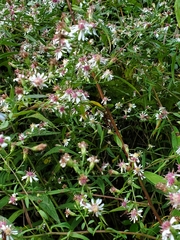 Symphyotrichum lateriflorum