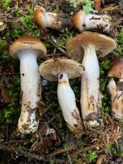 Cortinarius collinitus
