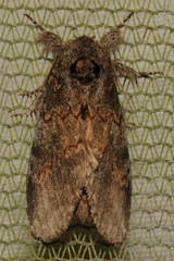 Peridea angulosa
