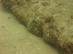 Novaculichthys taeniourus