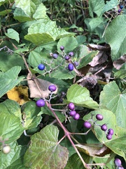 Ampelopsis glandulosa