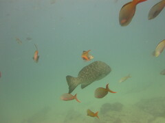 Mycteroperca rosacea