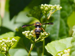Euodynerus hidalgo boreoorientalis
