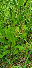 Rumex verticillatus