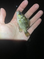 Ambloplites rupestris