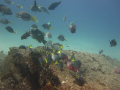 Scarus rubroviolaceus