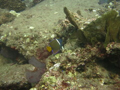 Holacanthus passer