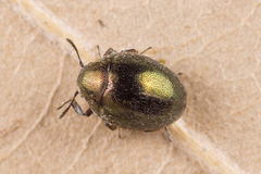Lamprobyrrhulus nitidus