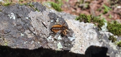 Grypoctonus