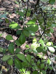 Corokia buddleioides