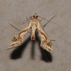 Lineodes integra