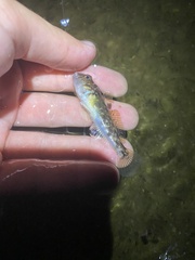 Neogobius melanostomus