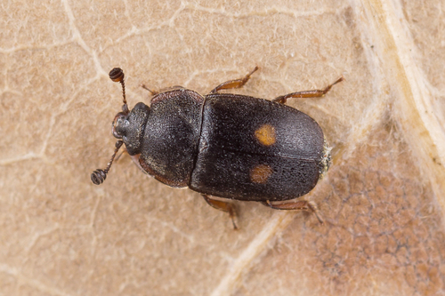 Two-spotted Sap Beetle