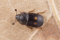 Nitidula bipunctata