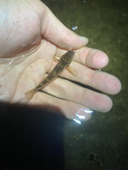 Neogobius melanostomus