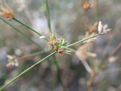 Juncus