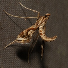 Lineodes integra