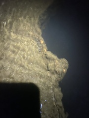 Neogobius melanostomus