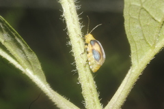 Derospidea ornata