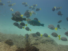 Prionurus laticlavius