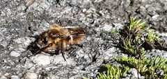 Grypoctonus