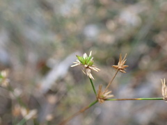 Juncus