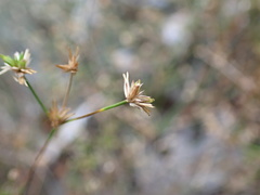 Juncus