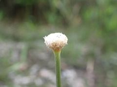 Eriocaulon